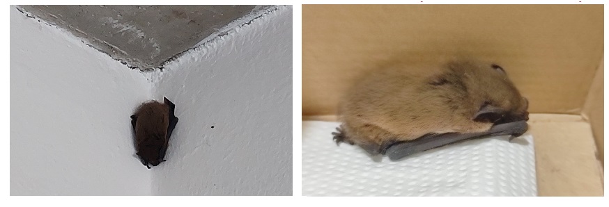pipistrello trovato - La Voce delle Valli