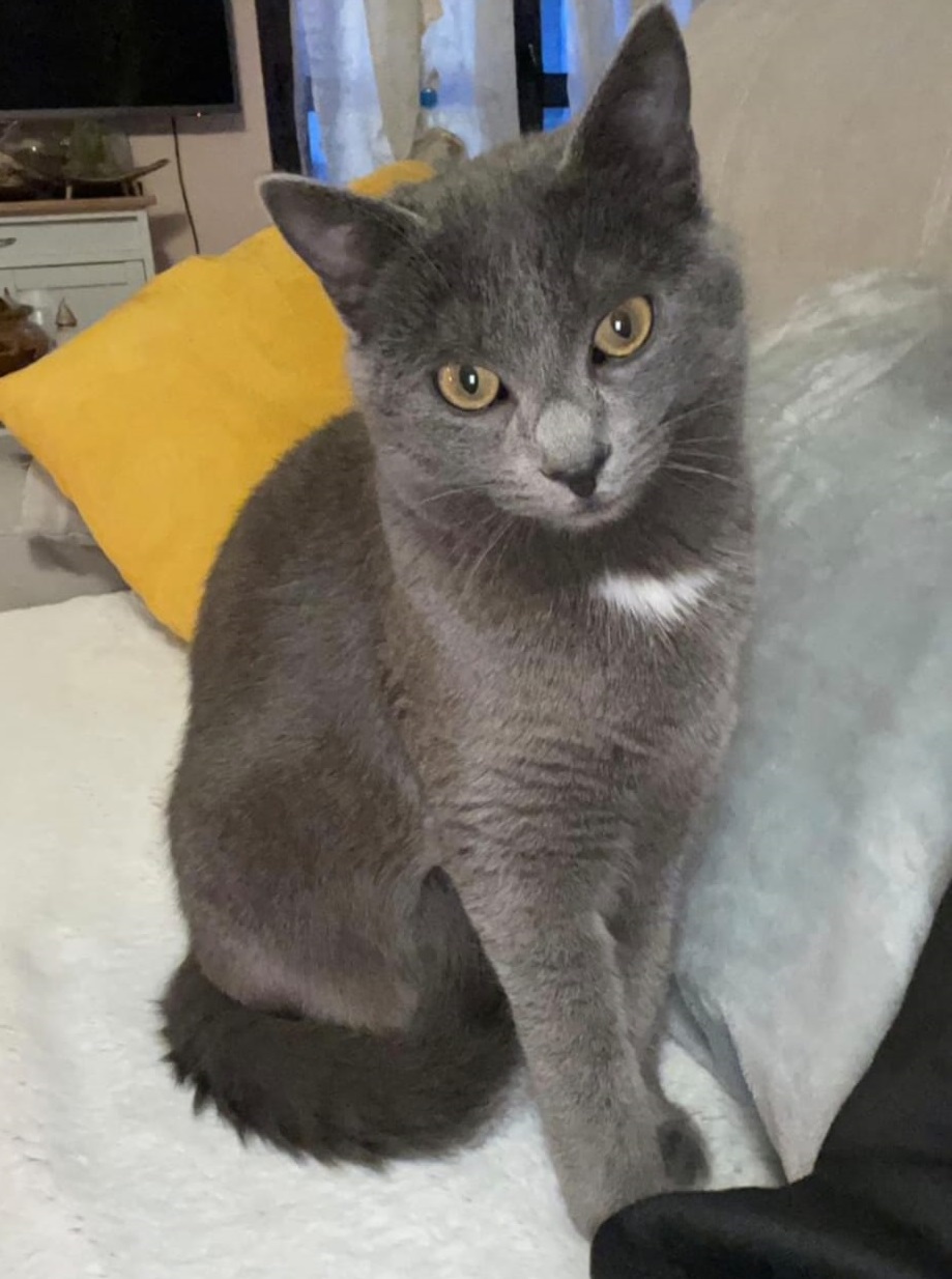 gatto smarrito - La Voce delle Valli