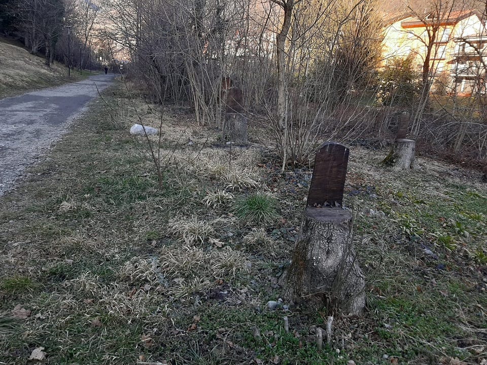 alberi tagliati 1 - La Voce delle Valli