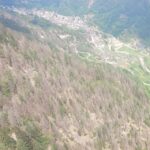 Bostrico, addio abete rosso in Val Brembana? A Roncobello piantati 2.500 abeti del Nord America
