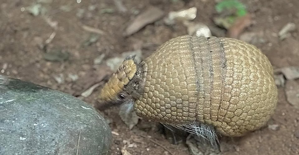 01. armadillo dalle tre fasce - La Voce delle Valli