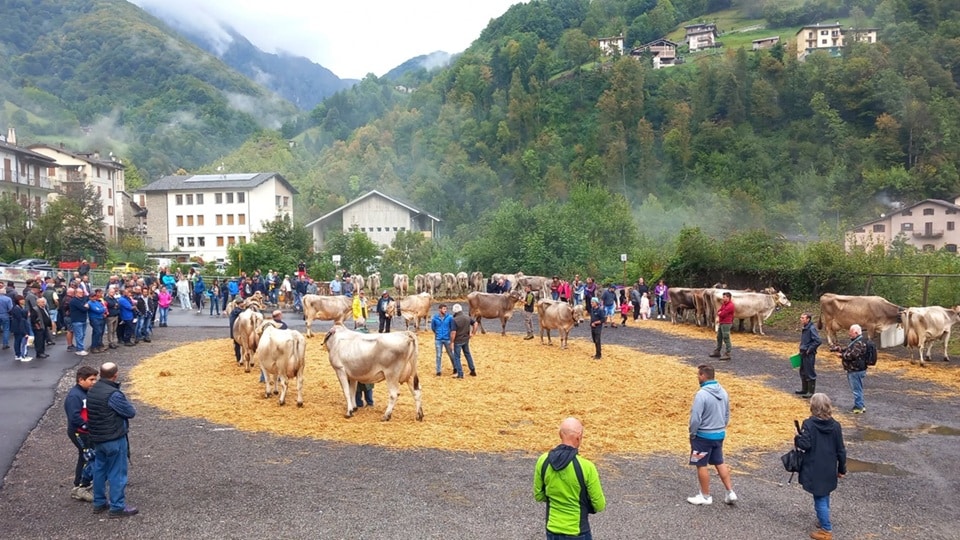 valtorta fiera zootecnica 2025 - La Voce delle Valli