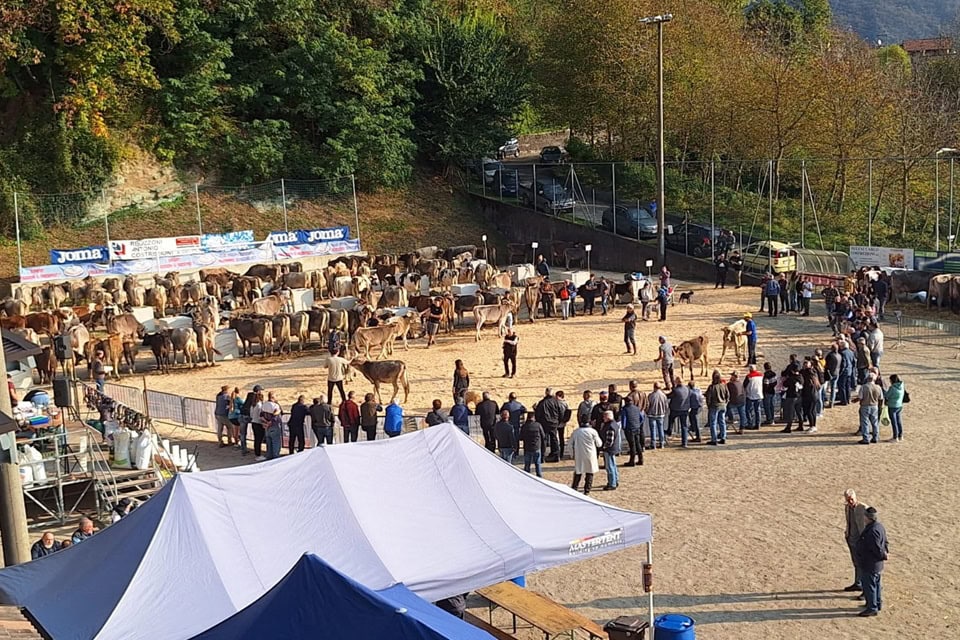 fiera camerata cornello 2025 il ring - La Voce delle Valli