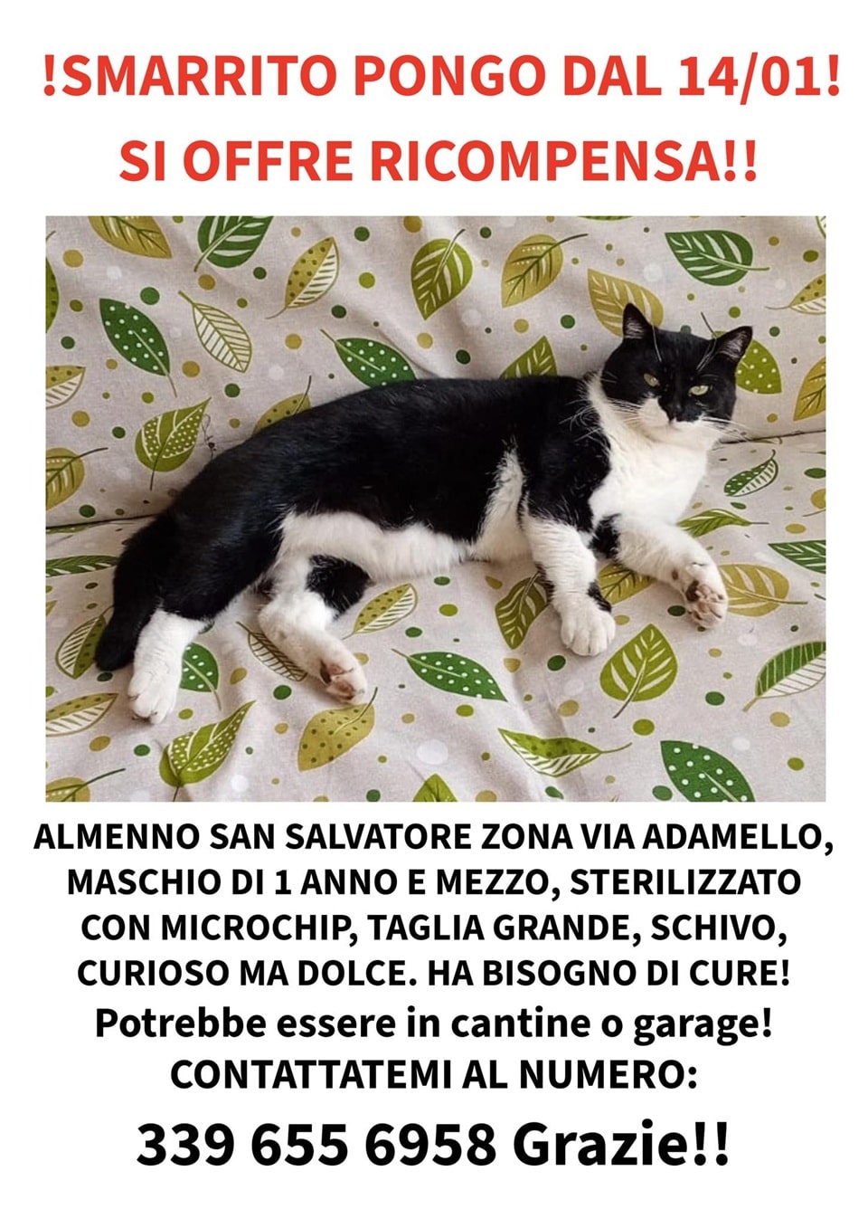 locandina gatto - La Voce delle Valli