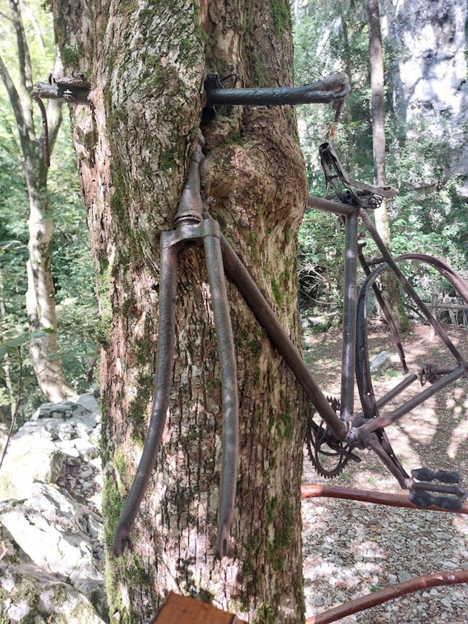 bicicletta albero - La Voce delle Valli