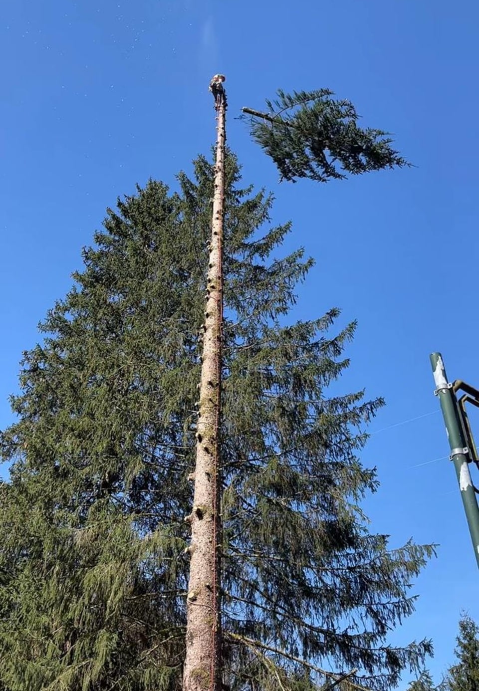 tree climbing - La Voce delle Valli