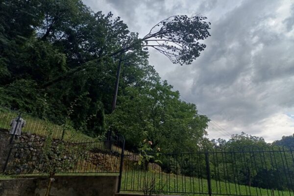 ALbero caduto Zogno - La Voce delle Valli