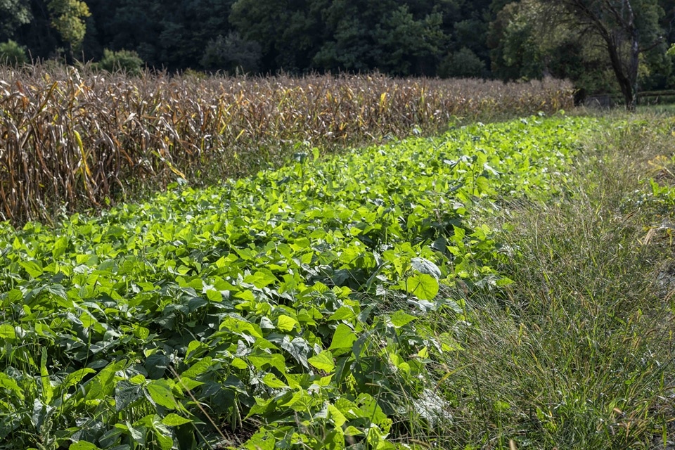 Campo azienda agricola Rubis Filiera legume3633 - La Voce delle Valli