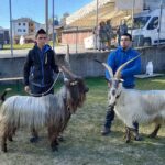 Fuipiano Imagna, alla prima fiera caprina 160 capi da tutta la Lombardia: la Regina è di Branzi
