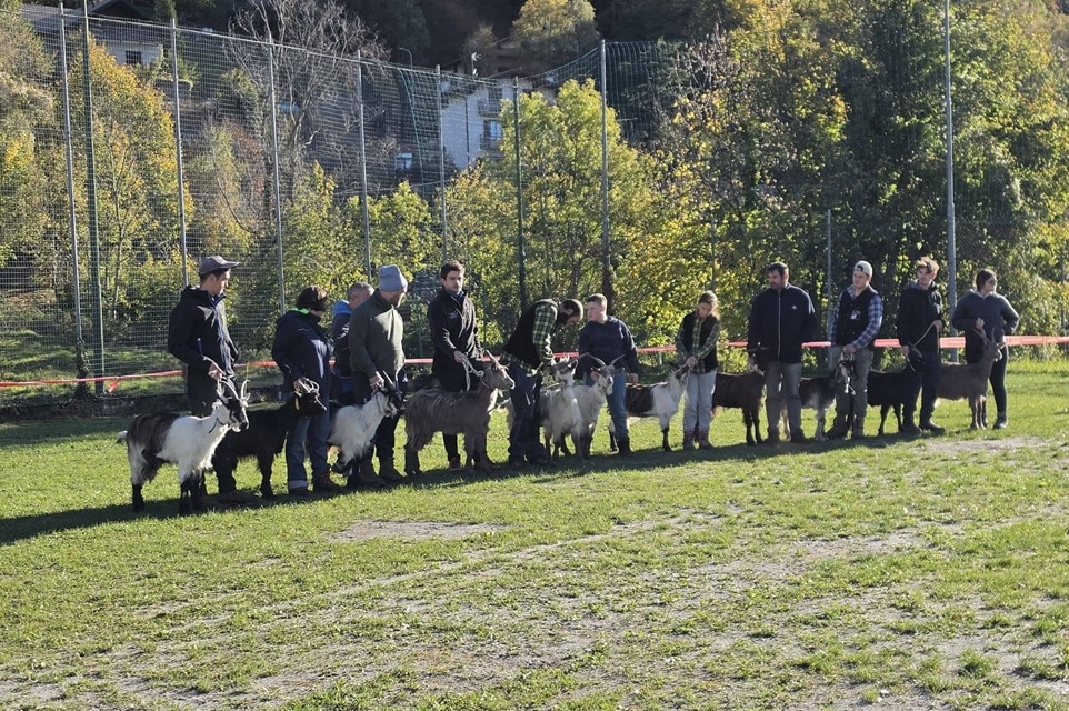 fiera caprina fuipiano3 - La Voce delle Valli