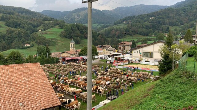4135932270 - La Voce delle Valli